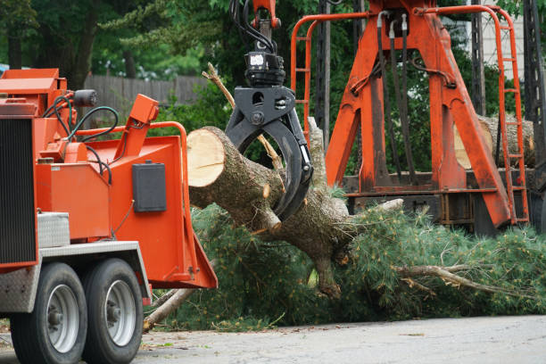 Beavercreek, OR Tree Services Company